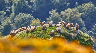 photo de vautours dans la montagne basque