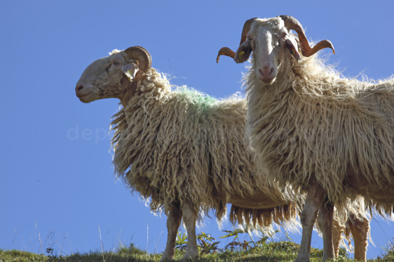 photo de brebis de race basco-béarnaise en montagne