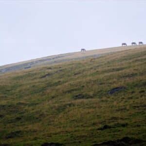 chevaux en liberté dans la montagne basque
