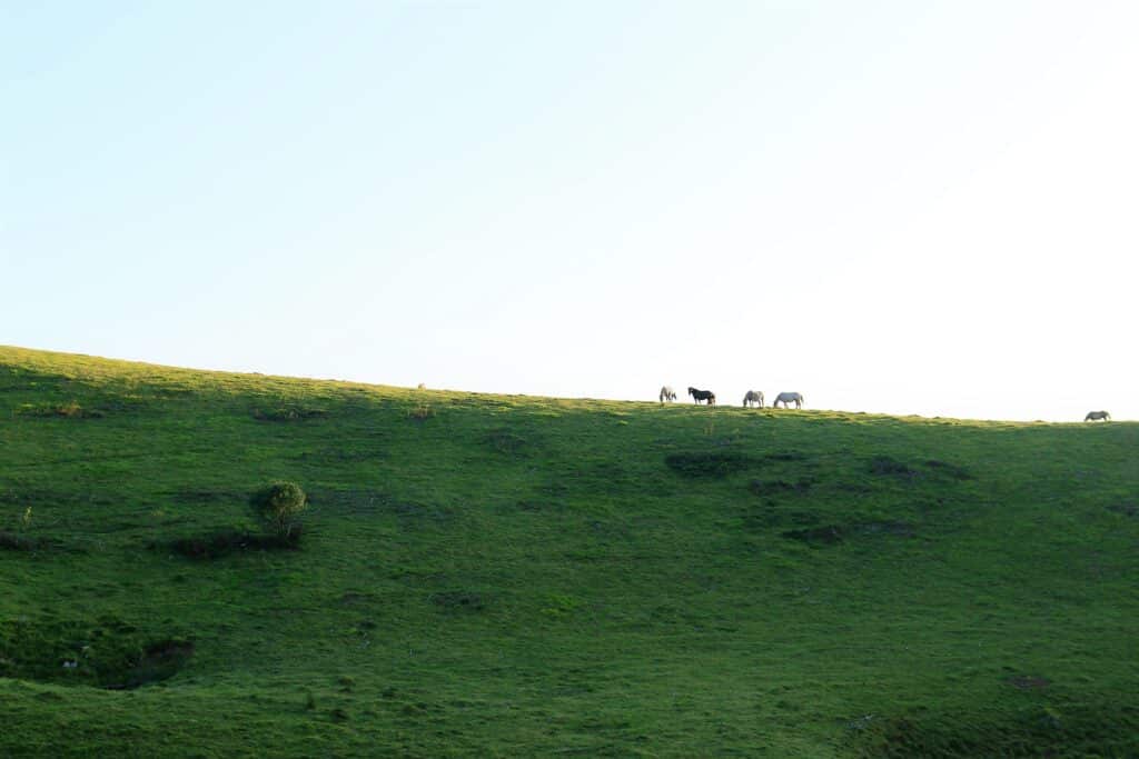 chevaux sauvages dans les Pyrénées