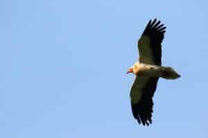 photo du vautour percnoptère d'Egypte dans les Pyrénées