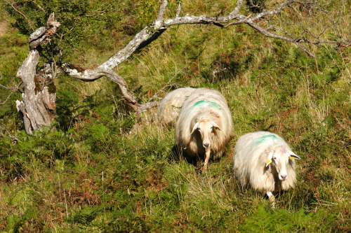 photo de brebis basco-béarnaises