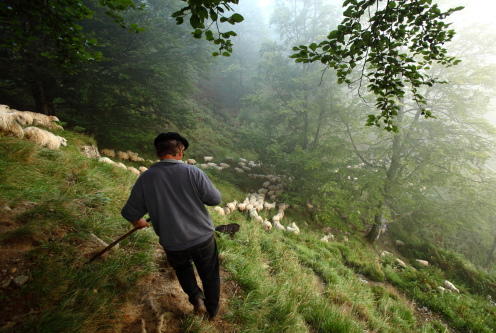 photo d'un berger menant son troupeau dans les bois