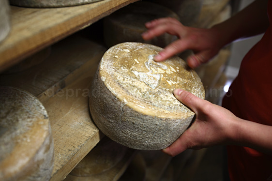 photo du fromage de brebis Ossau-Iraty dans les Pyrénées
