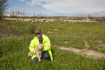 photo chien de berger des Pyrénées avec son maître et son tropeau en Aragon