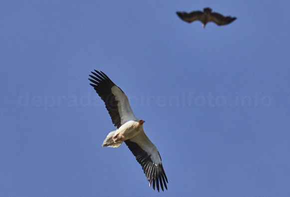saixuria - vautour percnoptère