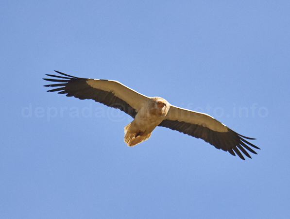 vautour percnoptère au Pays basque