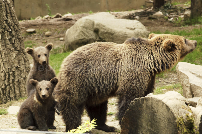photo pyrénées: les oursons Néo et Wendy au zoo d'Argeles-Gazost